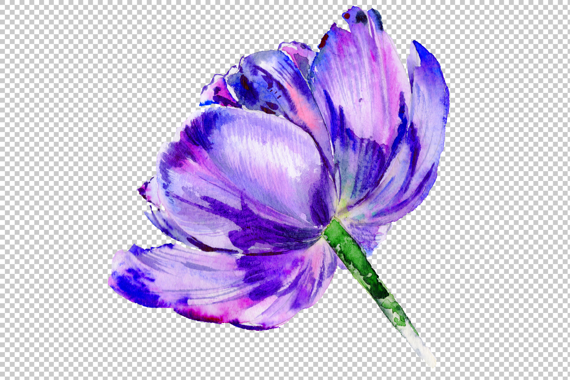 Purple tulip watercolor flowers  PNG