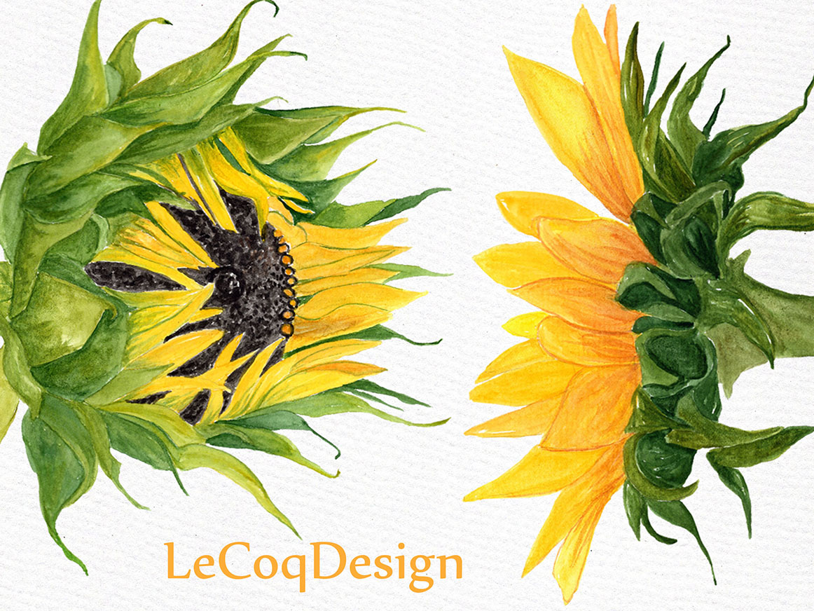 Free Free 123 Watercolor Sunflower Clipart Free SVG PNG EPS DXF File