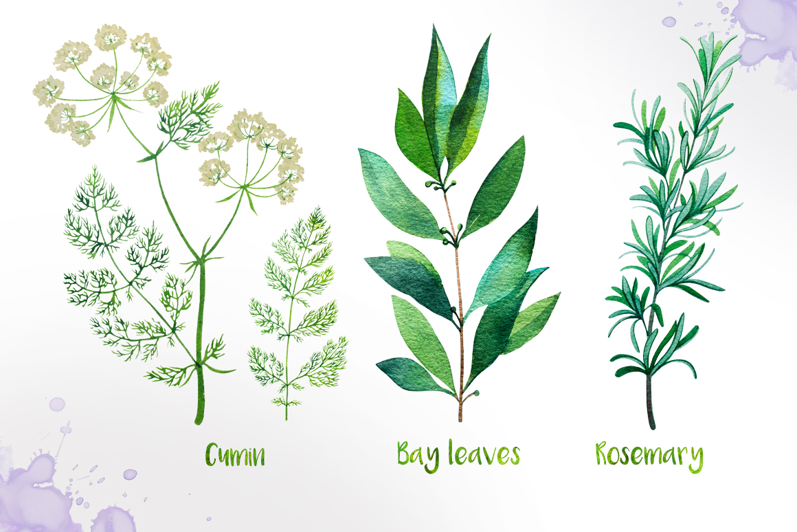 Watercolor Herbs (26110) Illustrations Design Bundles