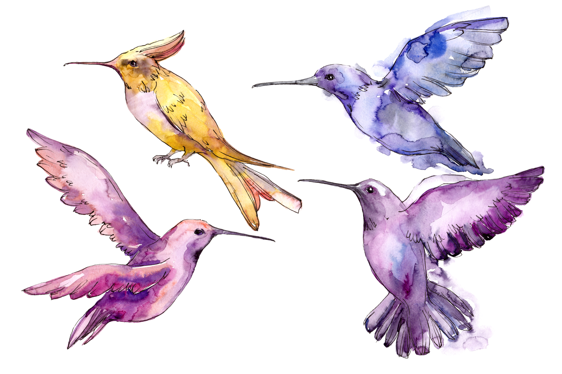 Tropical Birds Watercolor