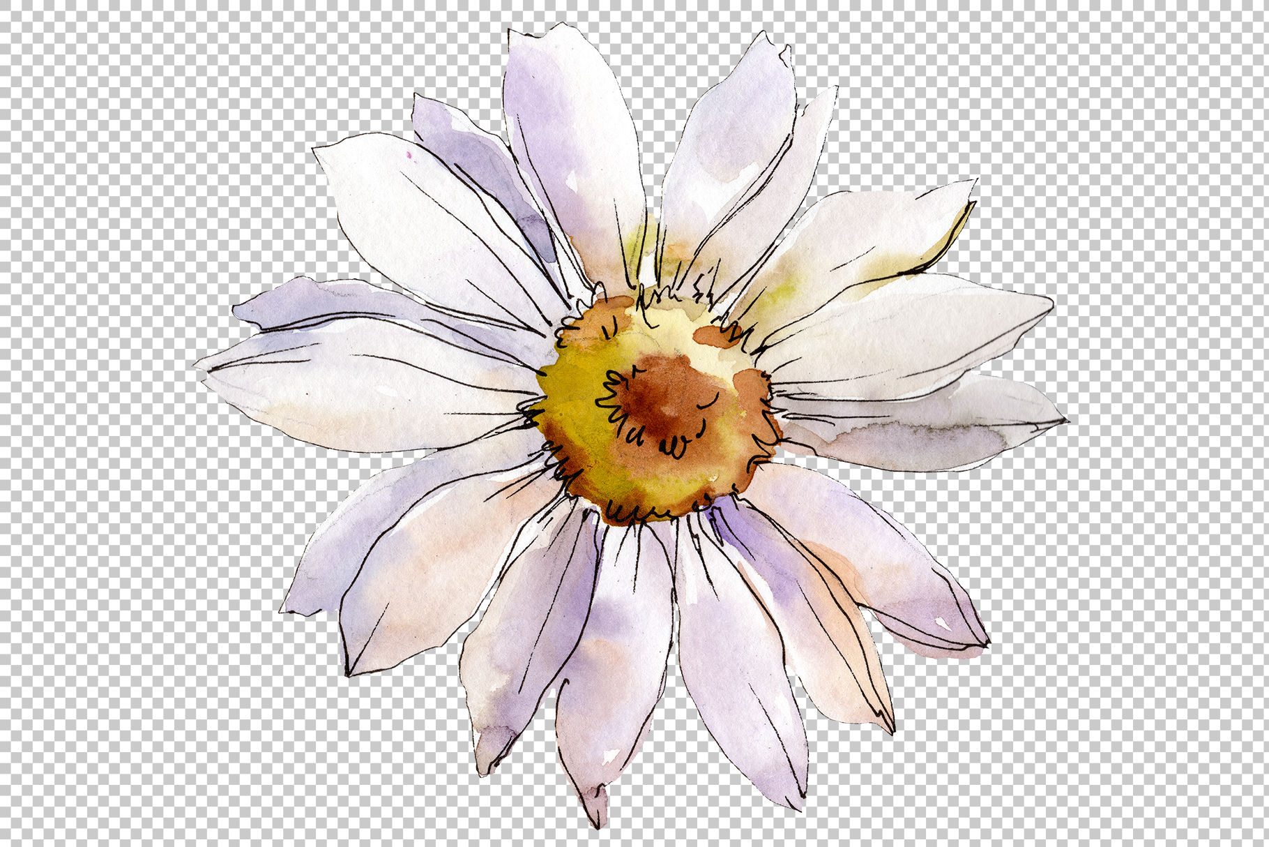 Daisy white watercolor png (289433) Illustrations Design Bundles