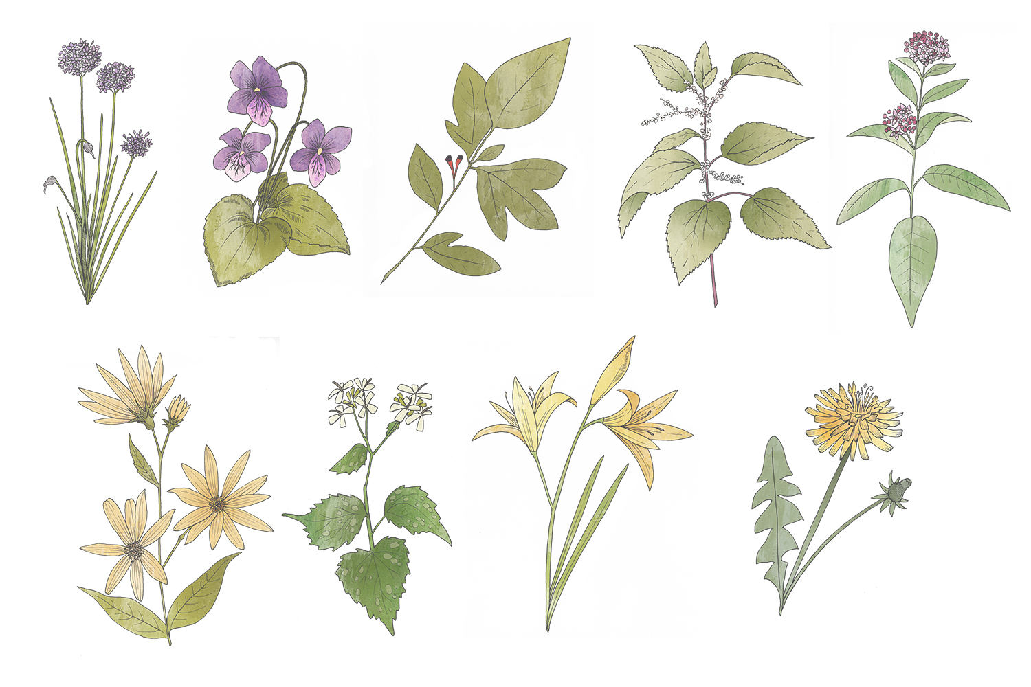 Hand Drawn Edible Flowers (193275) | Illustrations | Design Bundles