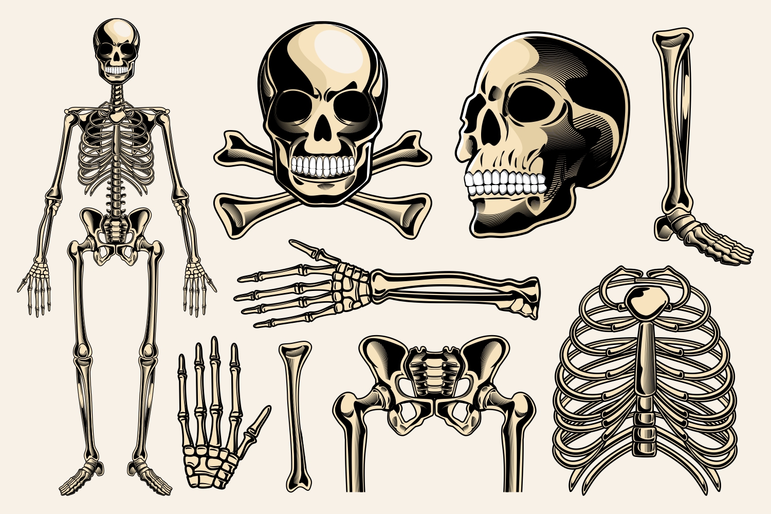 Skeleton Vector Pack (43666) | Illustrations | Design Bundles