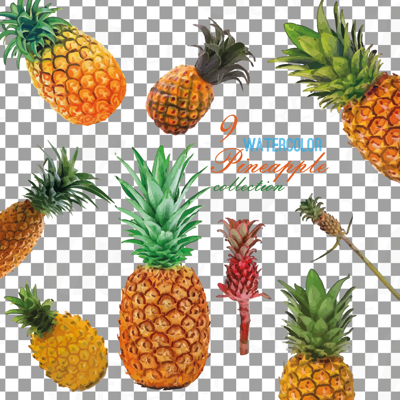 Download Watercolor Pineapple clip art pack, watercolor ananas clip ...