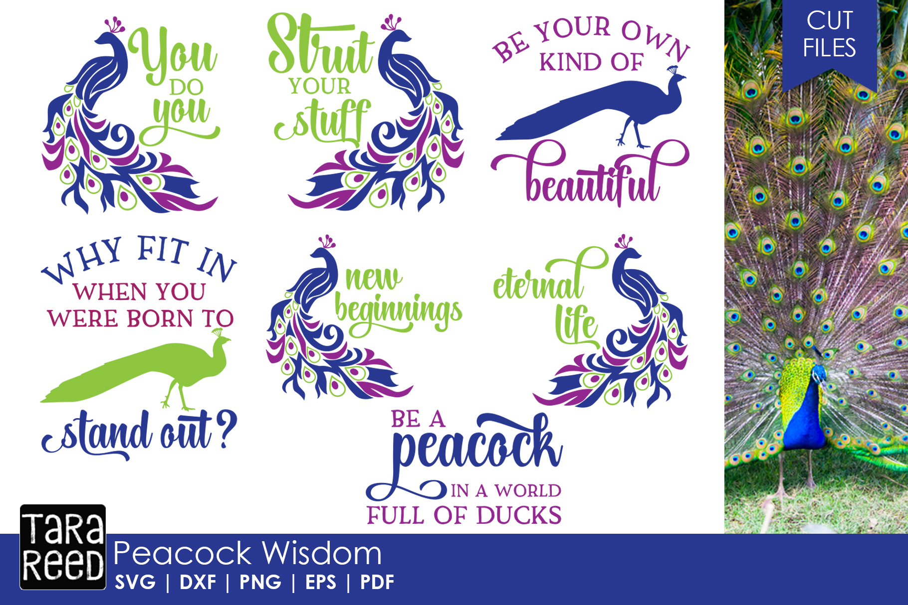 Peacock Wisdom Bundle 127805 Cut Files Design Bundles