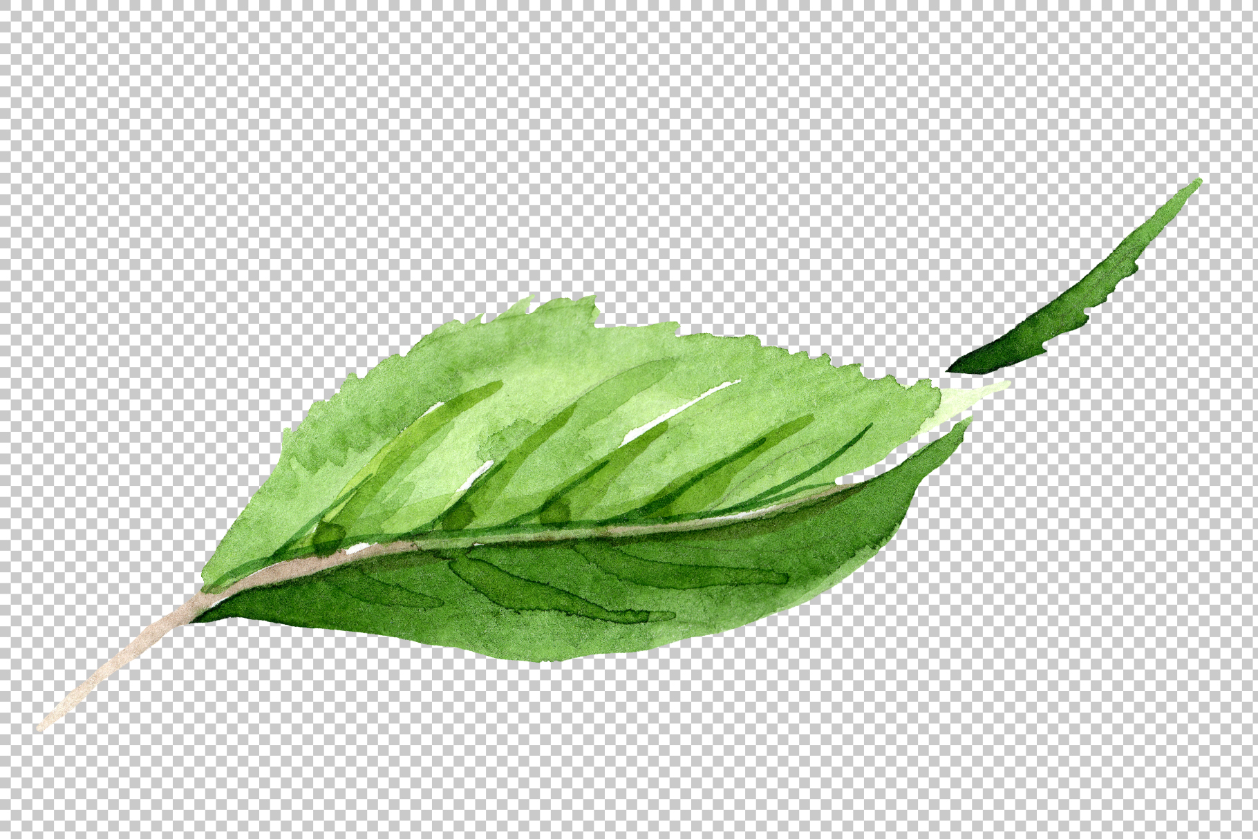 Чайные листья на прозрачном фоне
