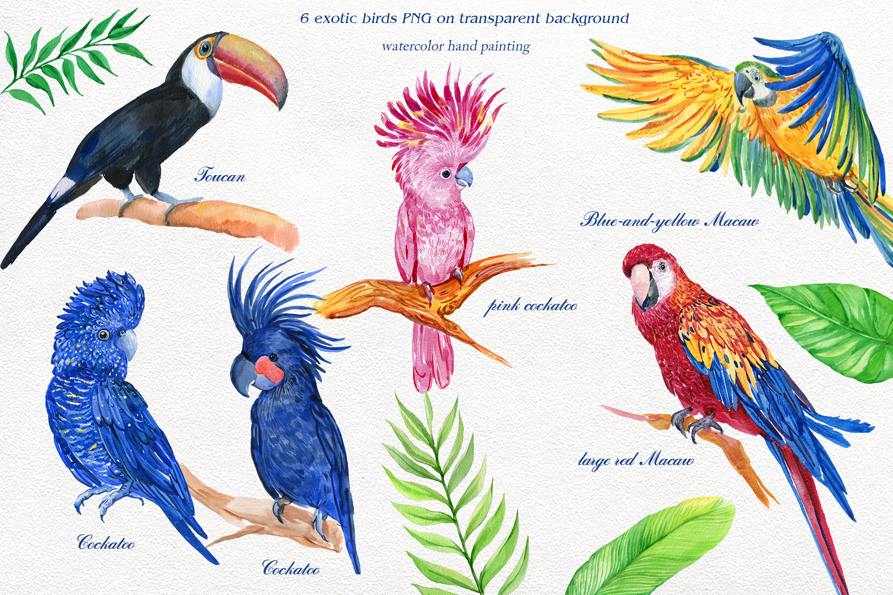 Image result for parrots clipart