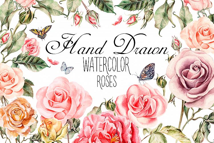Hand drawn watercolor roses