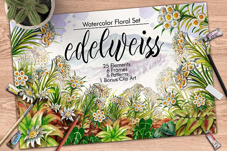 Watercolor Edelweis