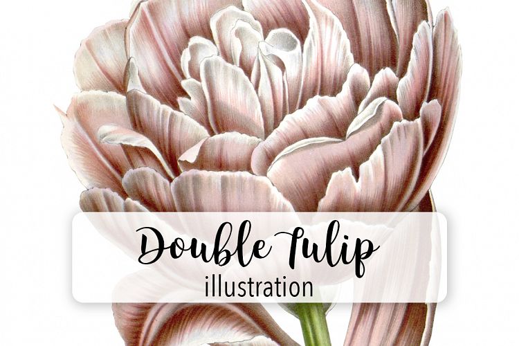 Florals - Vintage Double Tulip