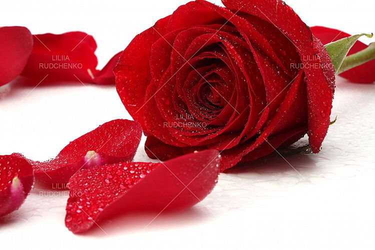 red rose petal with drops