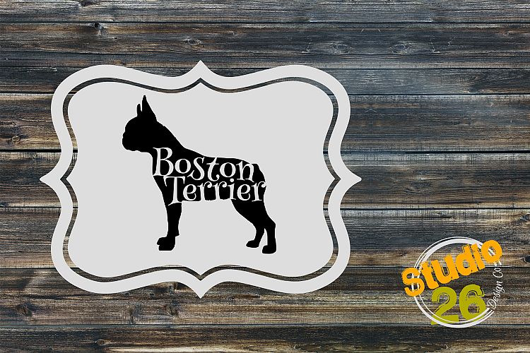 Boston Terrier