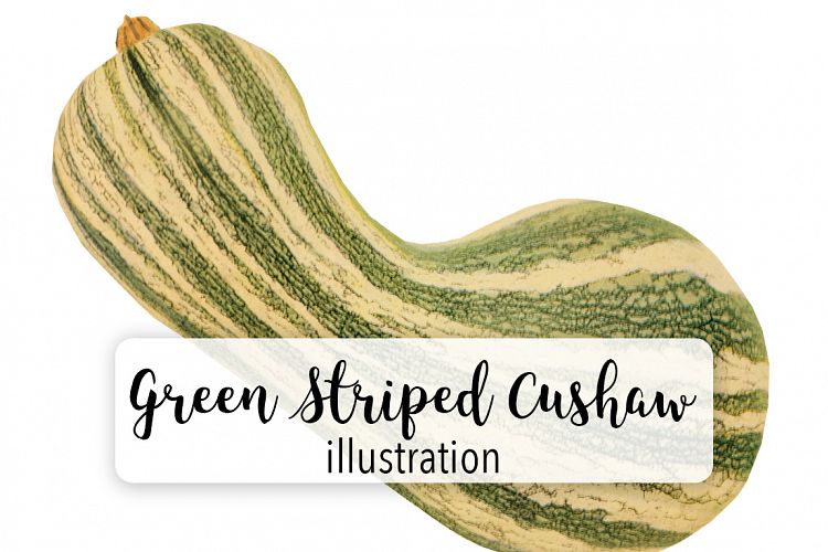 Green Striped Cushaw Squash