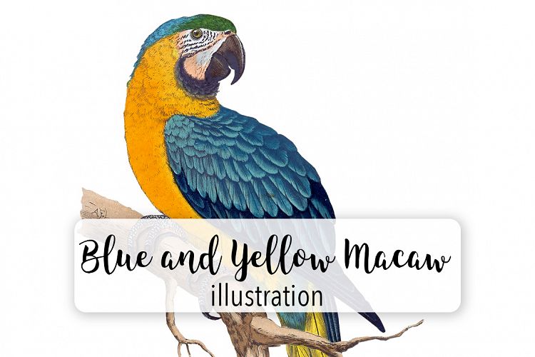 Parrot - Vintage Macaw Bird