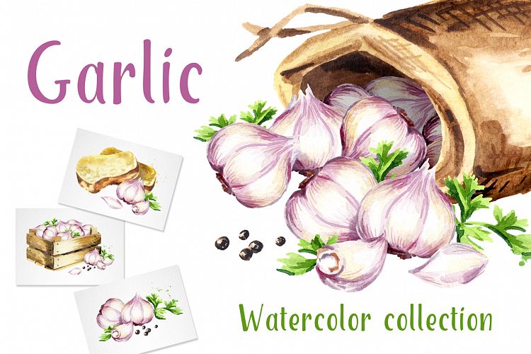 Garlic. Watercolor collection