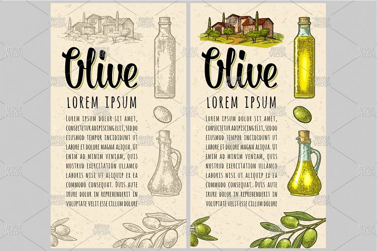 Vertical template for menu, poster, label olive oil. Vector
