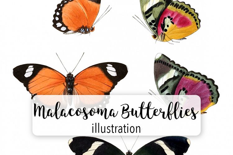 Butterfly - Insects - Vintage Bugs - Butterflies