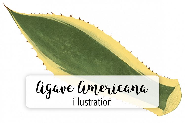 Leaves - Vintage Agave Americana