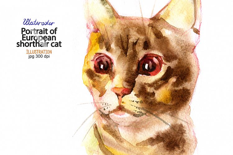 Download Watercolor European shorthair cat (25823) | Illustrations | Design Bundles