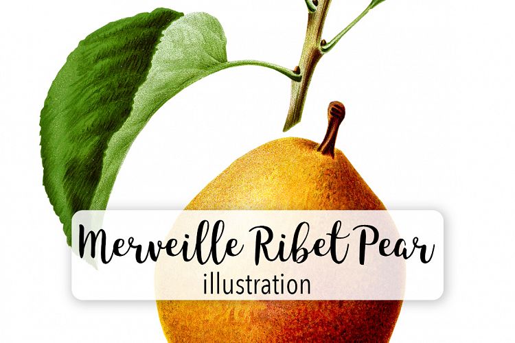 Fruit - Vintage Merveille Ribet Pear
