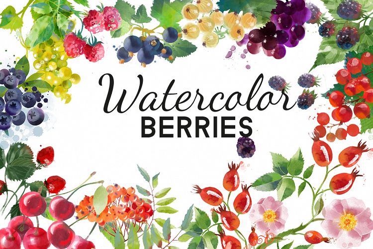 Watercolor berries