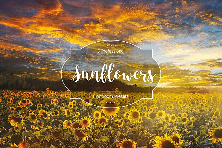 Sunflowers Lr Presets