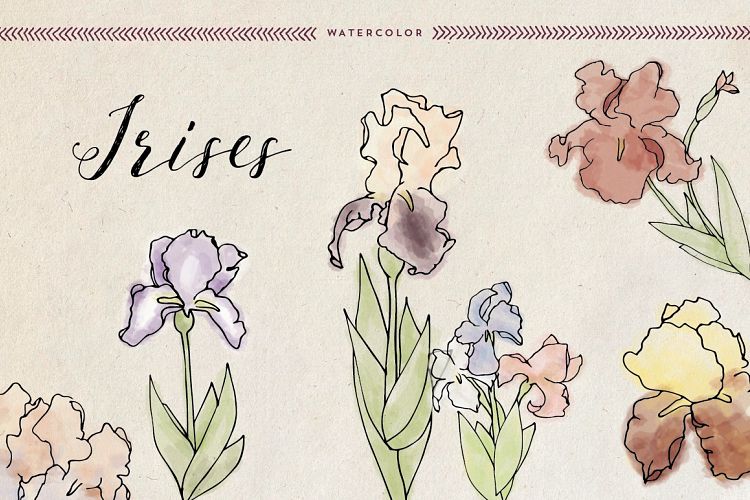 Watercolor Irises