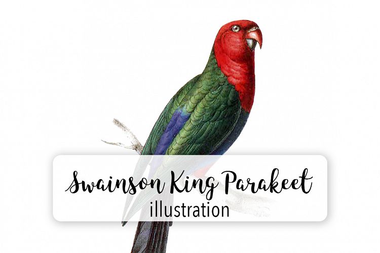Birds - Vintage Swainson King Parakeet