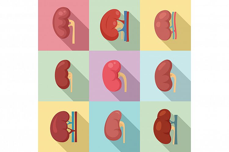 Kidney Clipart Image 9