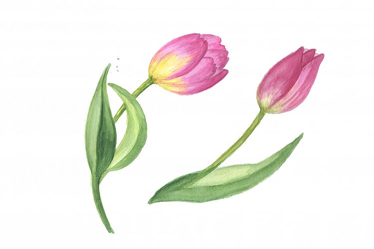 Pink tulip PNG watercolor design set