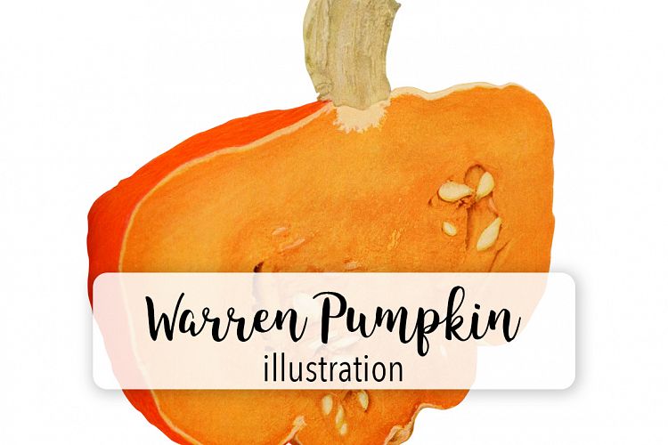 Warren Pumpkin - Vintage Illustration