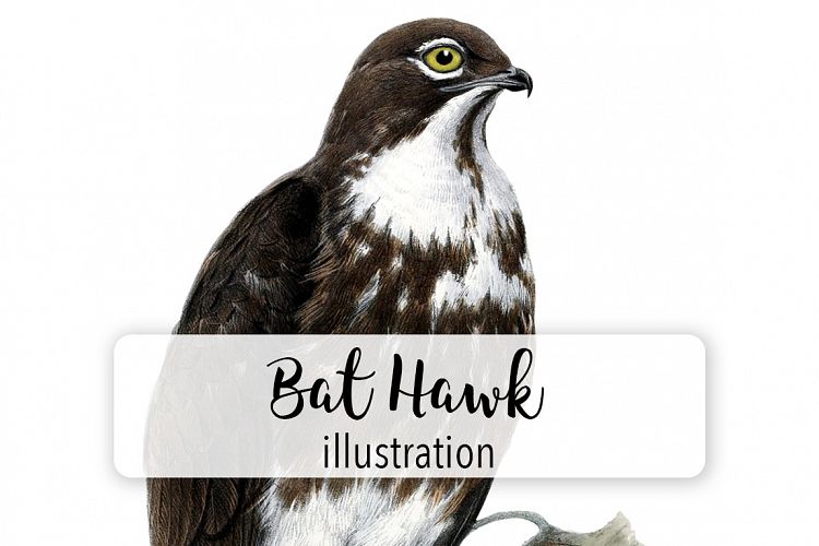 Birds - Vintage Bat Hawk