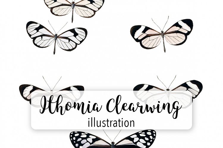 Butterfly - Insects - Vintage Bugs - Butterflies