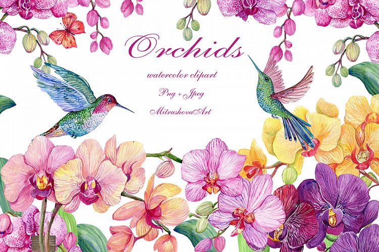 Orchids and hummingbirds.Watercolor