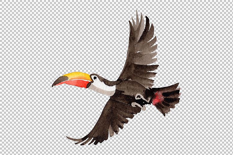 Tropical bird toucan PNG watercolor set