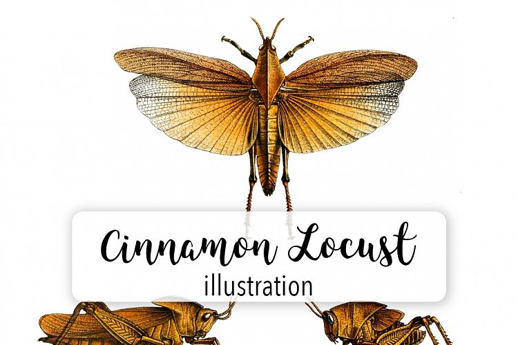 Grasshopper - Insects - Vintage Bugs Locust