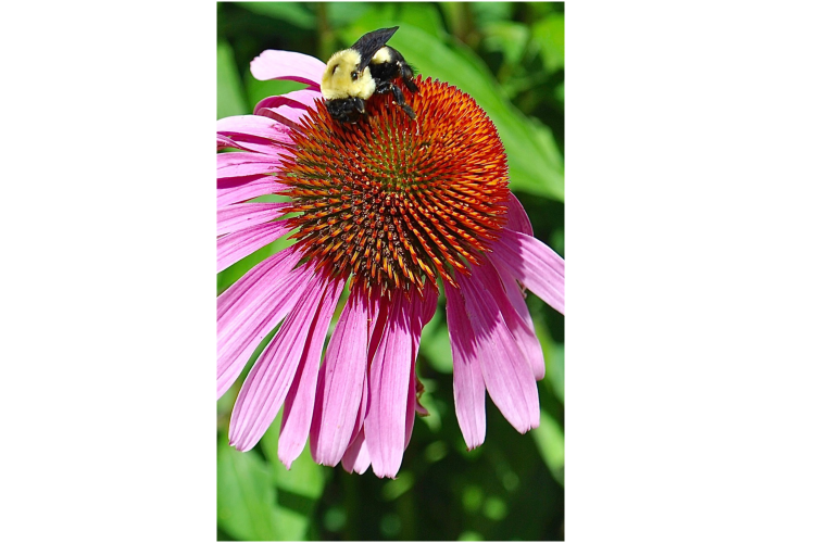 Bee on a Flower