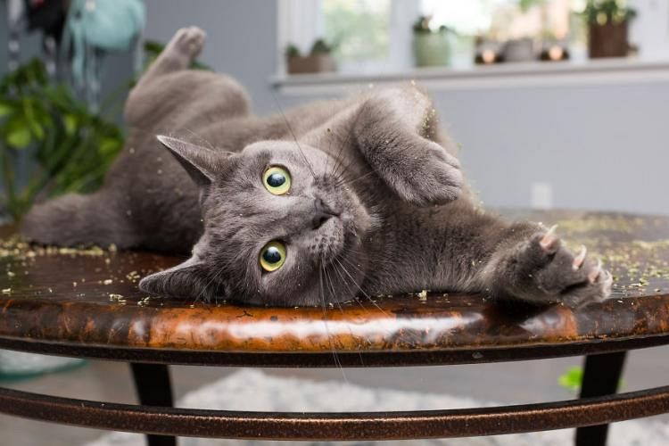 CAT2