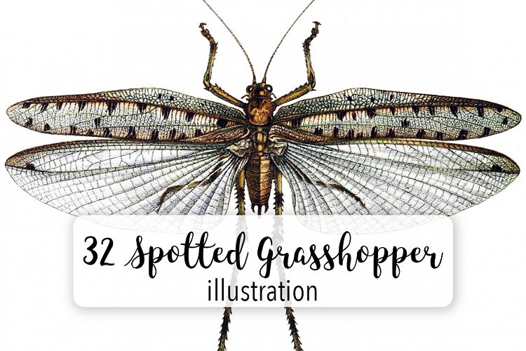 Grasshopper - Insects - Vintage Bugs