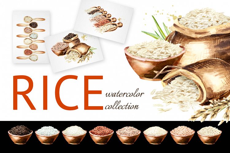 Rice. Watercolor collection