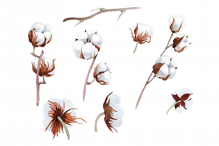 Cotton soft flower PNG watercolor set