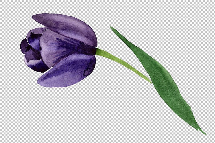 Black tulips PNG watercolor flower set