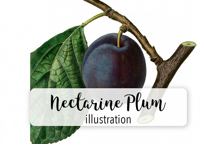Fruit - Vintage Nectarine Plum