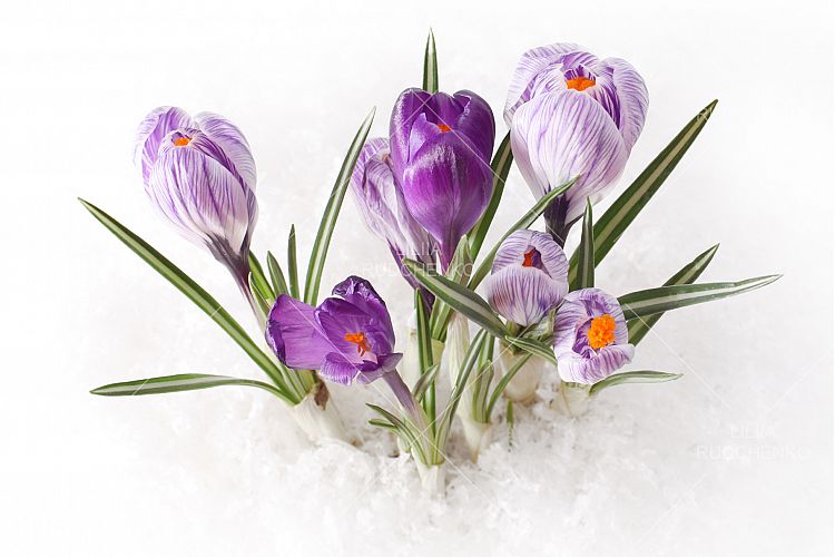 Snowdrop crocus flower in snow
