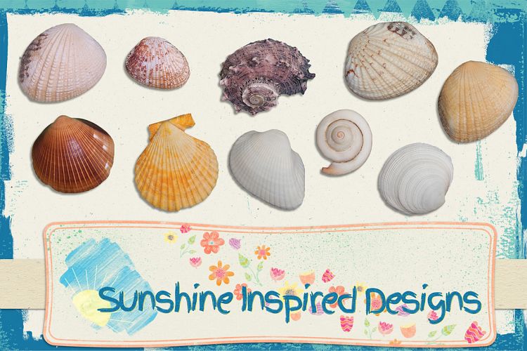 Sea Shells No.2 - Extractions