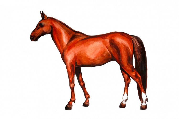 watercolor english horse vector