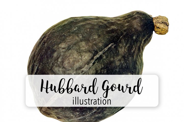 Hubbard Gourd Squash