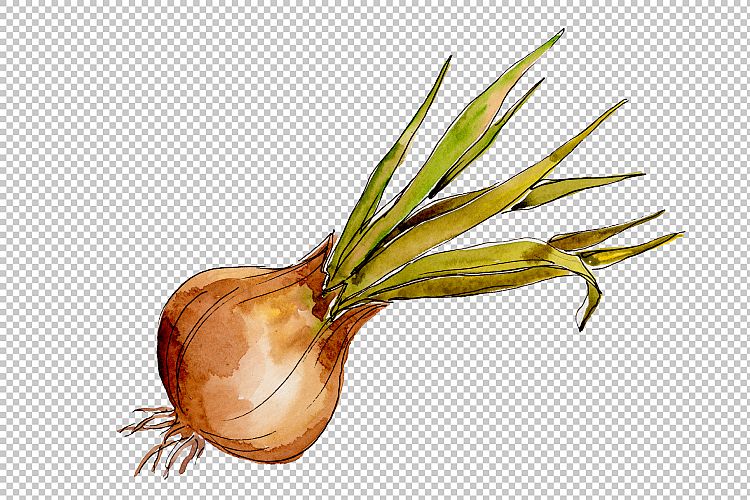 Onion vegetables PNG watercolor set