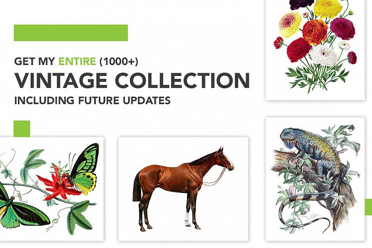 Entire Vintage Collection -Over 1000 Illustrations