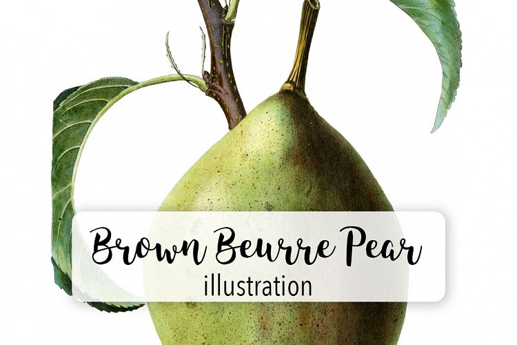 Fruit - Vintage Brown Beurre Pear